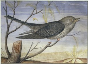 En gjøk på en gren (gouache på vellum) (for par se 228156)